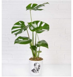 Atatürk Temalı Monstera Bitkisi